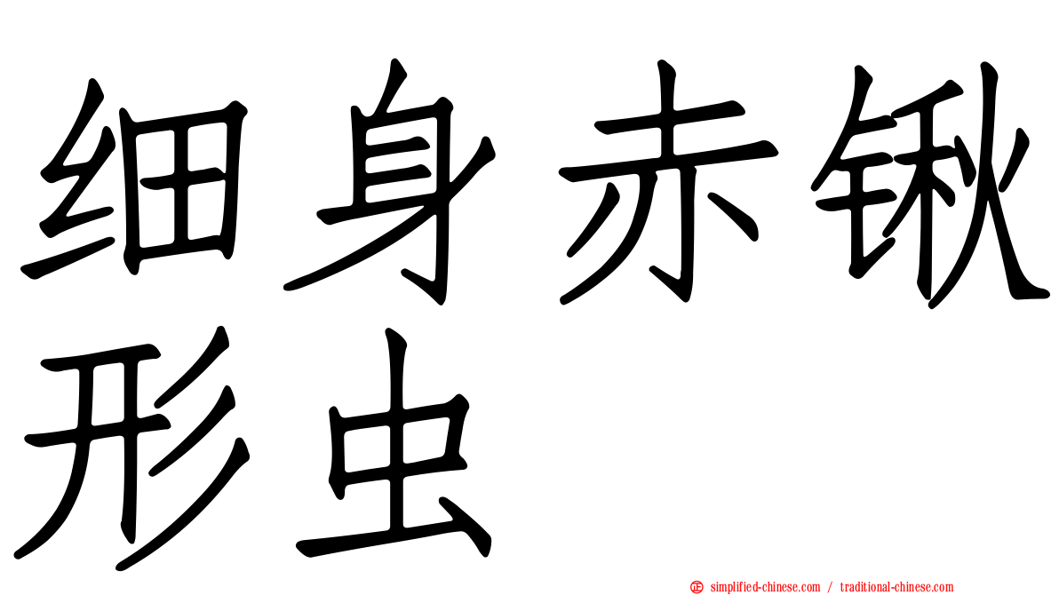 细身赤锹形虫