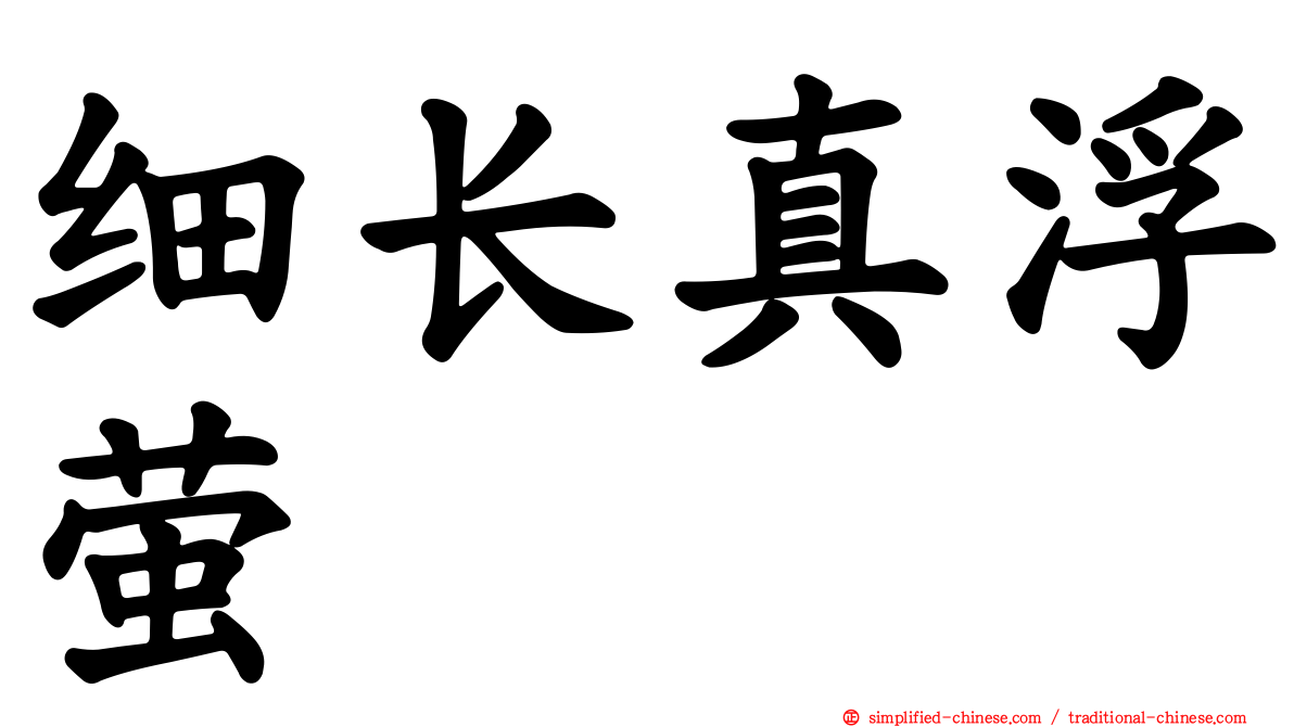 细长真浮萤