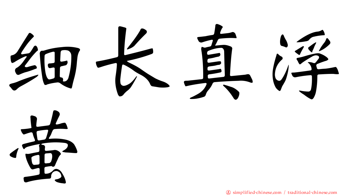 细长真浮萤