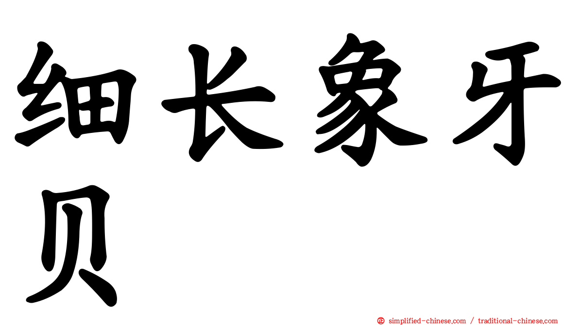 细长象牙贝