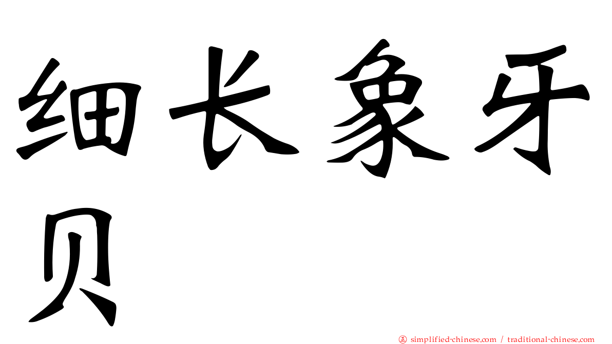 细长象牙贝