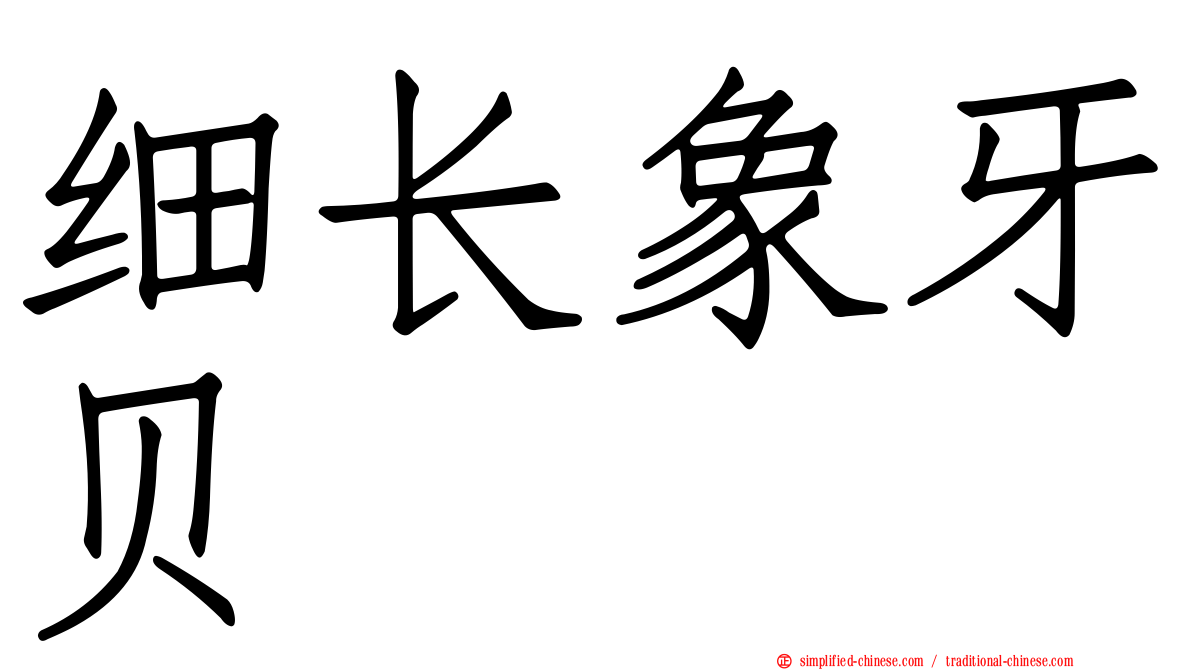 细长象牙贝
