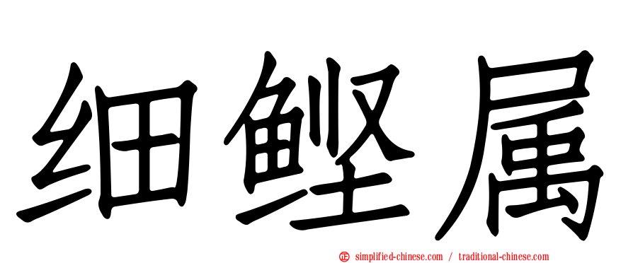 细鲣属