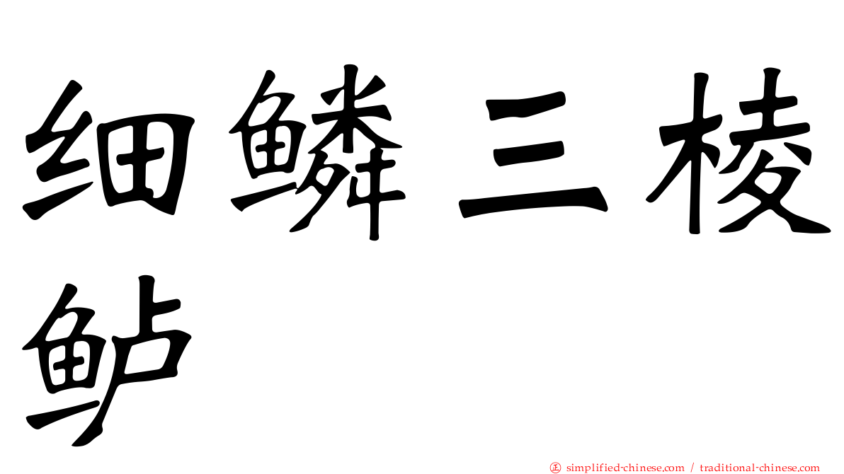 细鳞三棱鲈