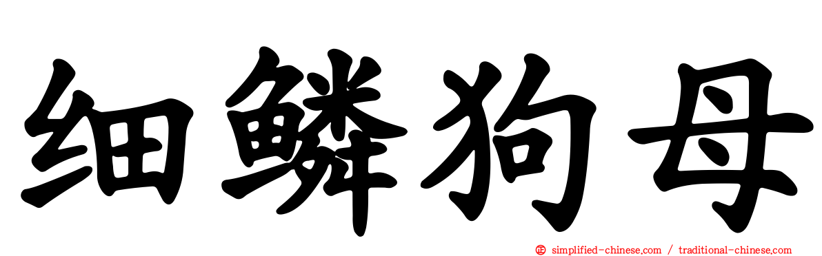 细鳞狗母