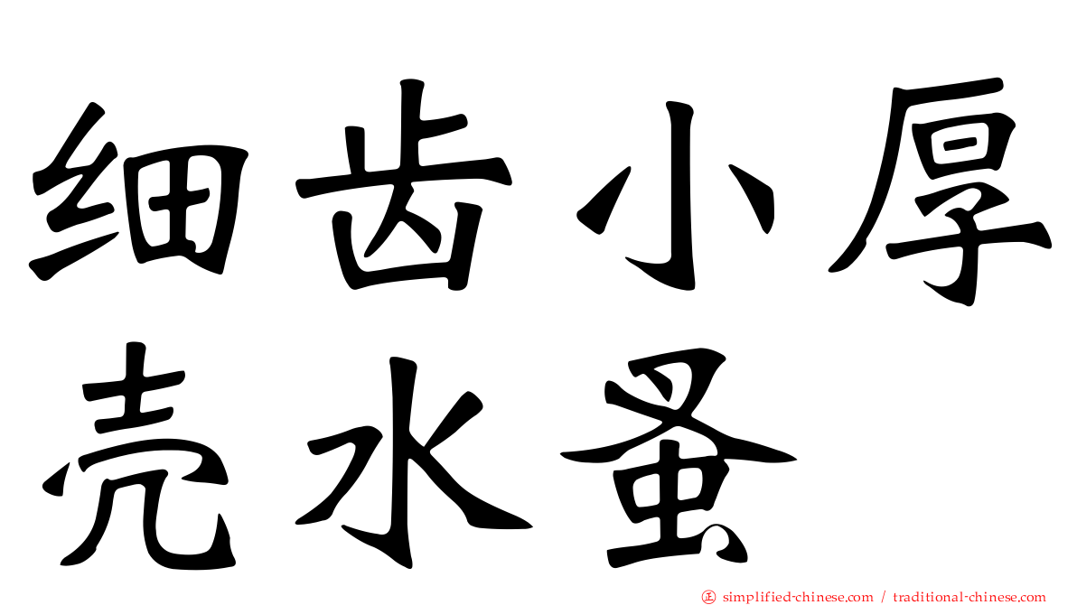 细齿小厚壳水蚤