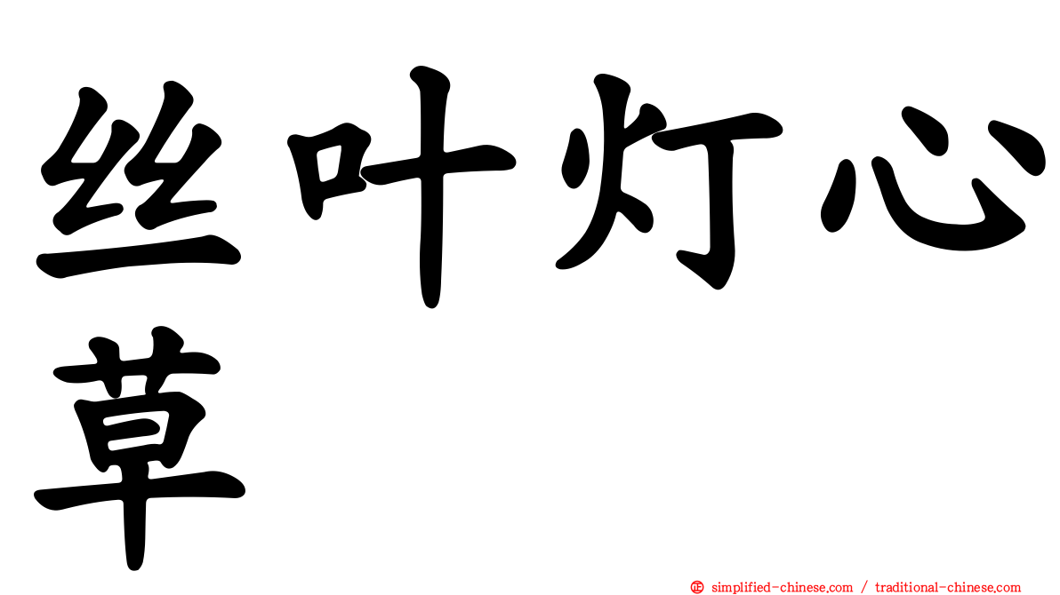 丝叶灯心草
