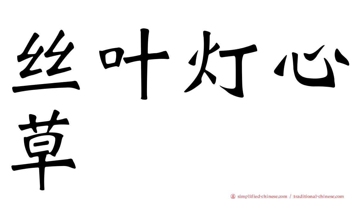 丝叶灯心草