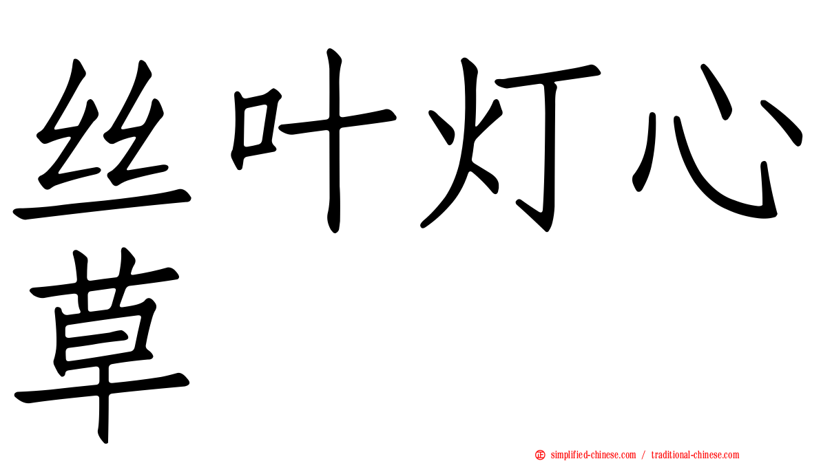 丝叶灯心草