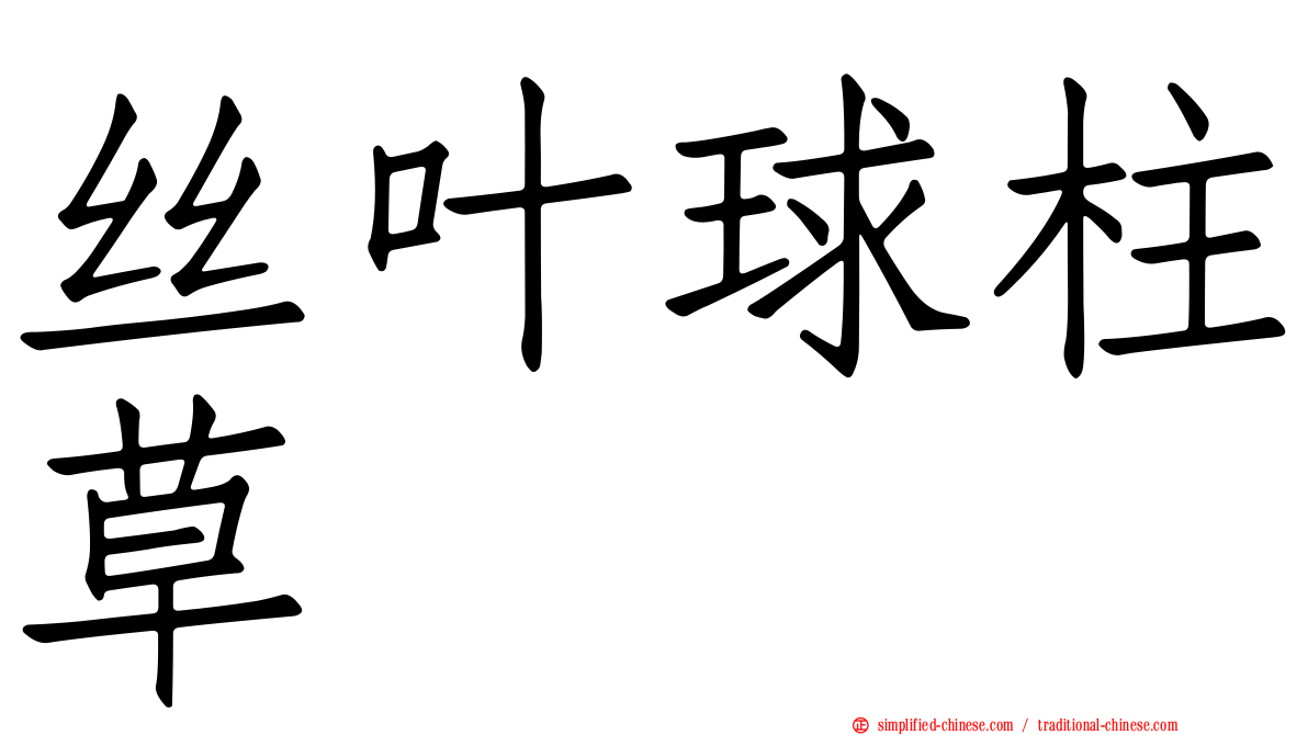 丝叶球柱草