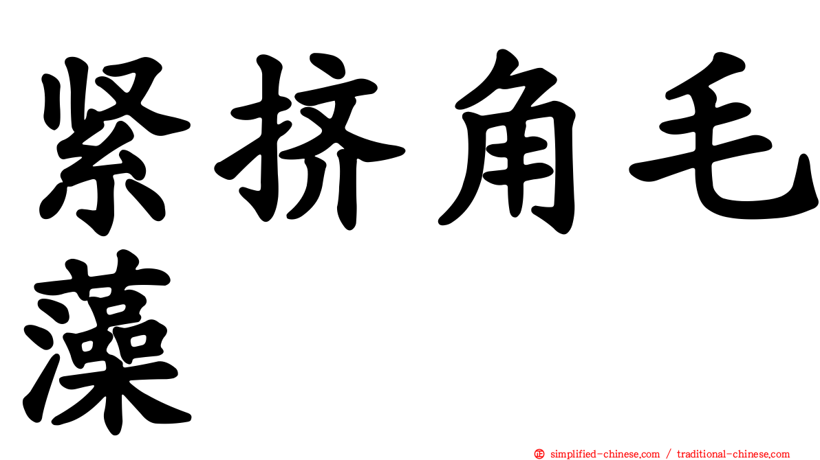 紧挤角毛藻