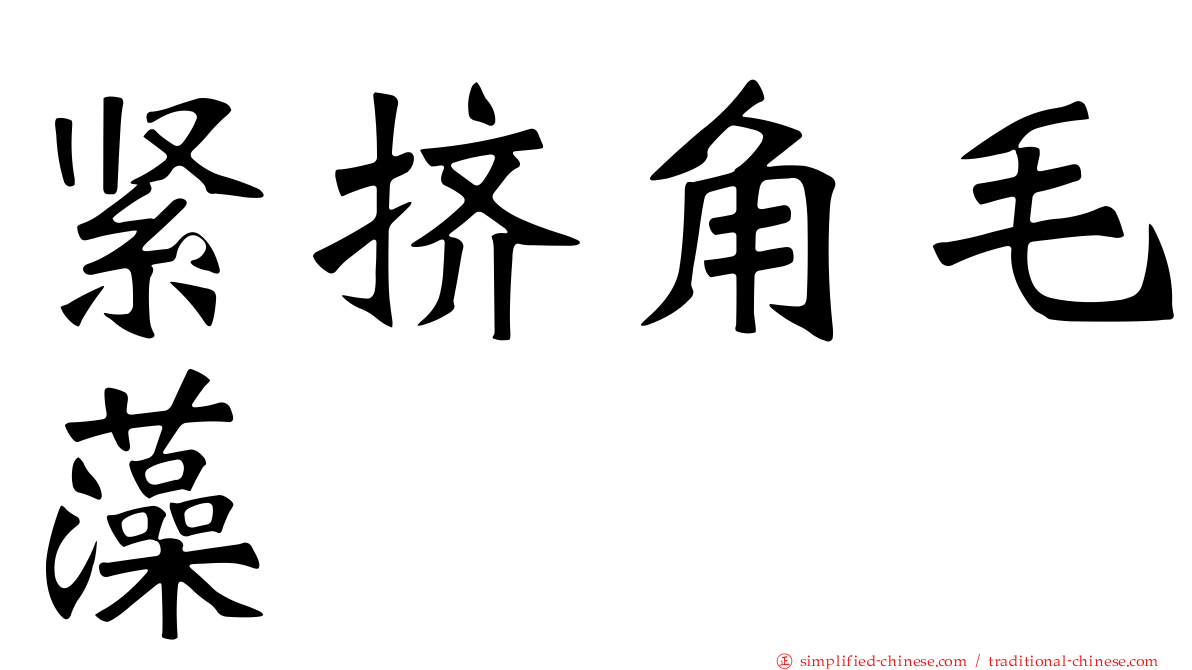 紧挤角毛藻