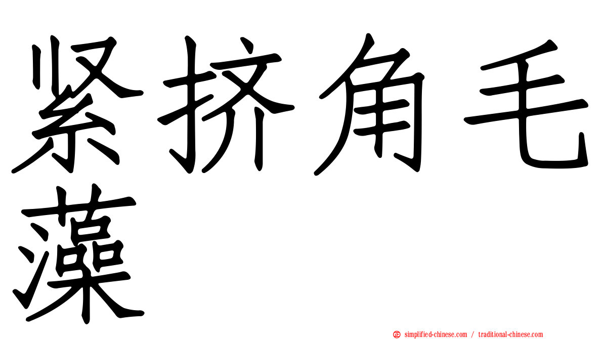 紧挤角毛藻