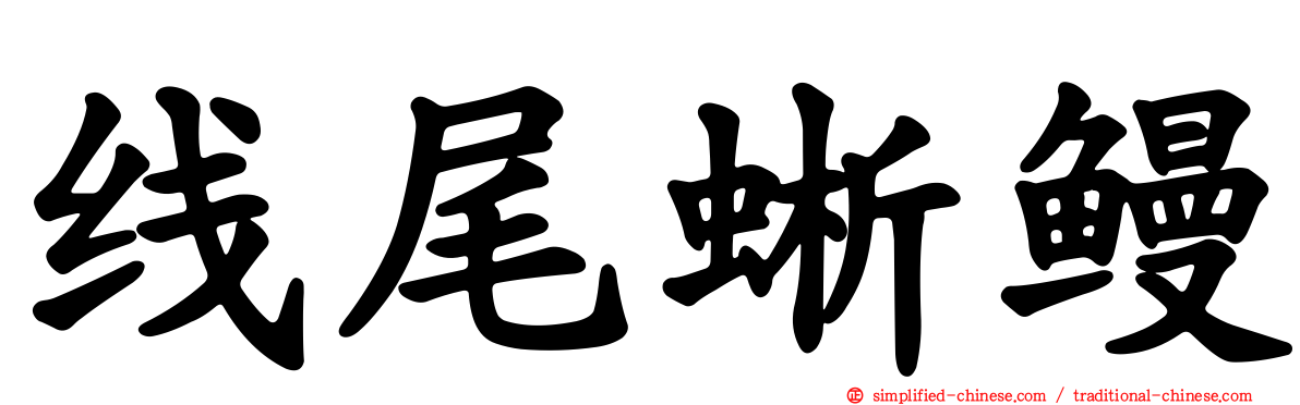 线尾蜥鳗