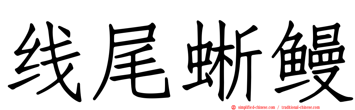线尾蜥鳗