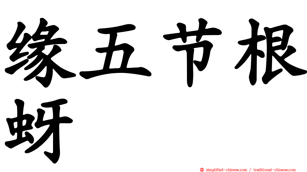 缘五节根蚜
