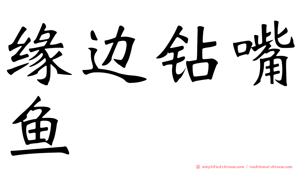 缘边钻嘴鱼