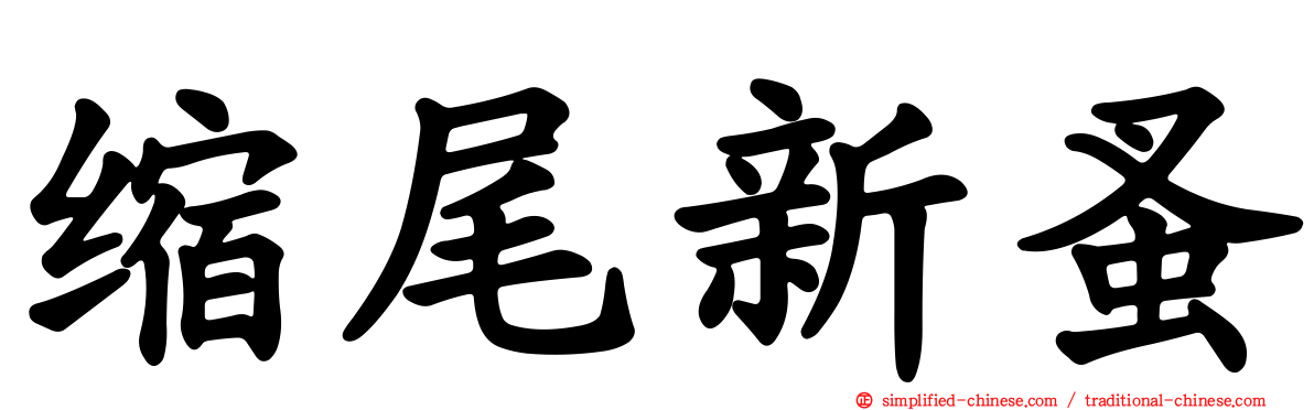 缩尾新蚤