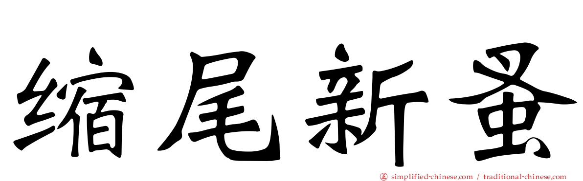 缩尾新蚤