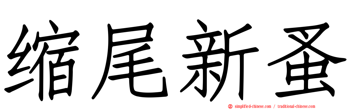 缩尾新蚤