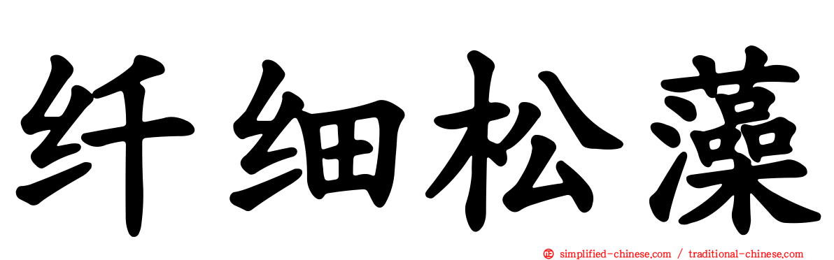 纤细松藻