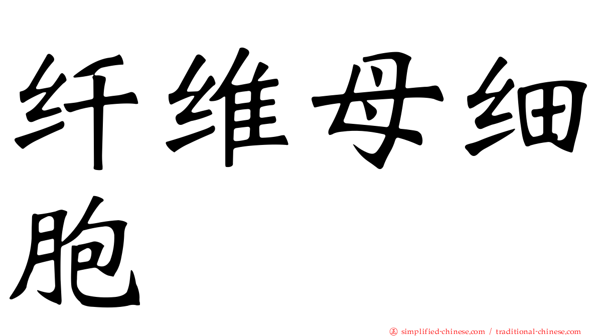 纤维母细胞