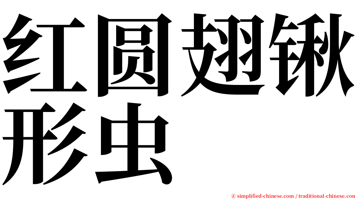 红圆翅锹形虫 serif font