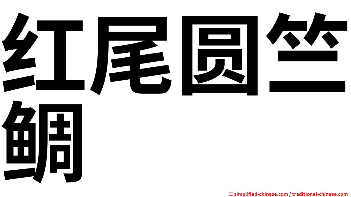 红尾圆竺鲷