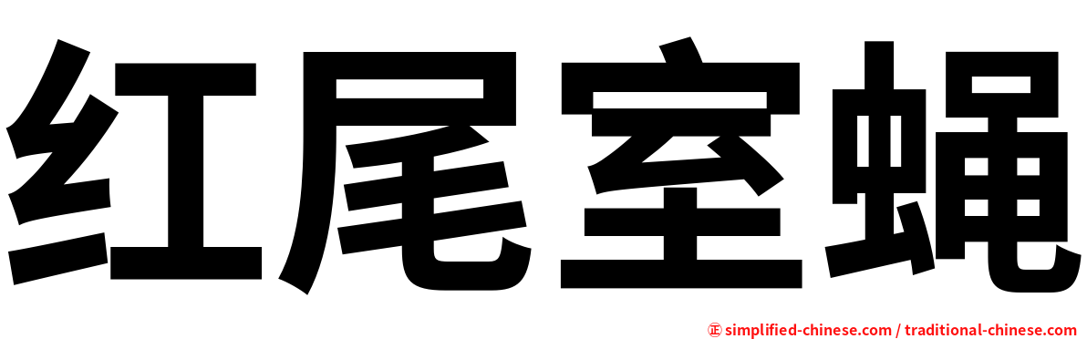 红尾室蝇