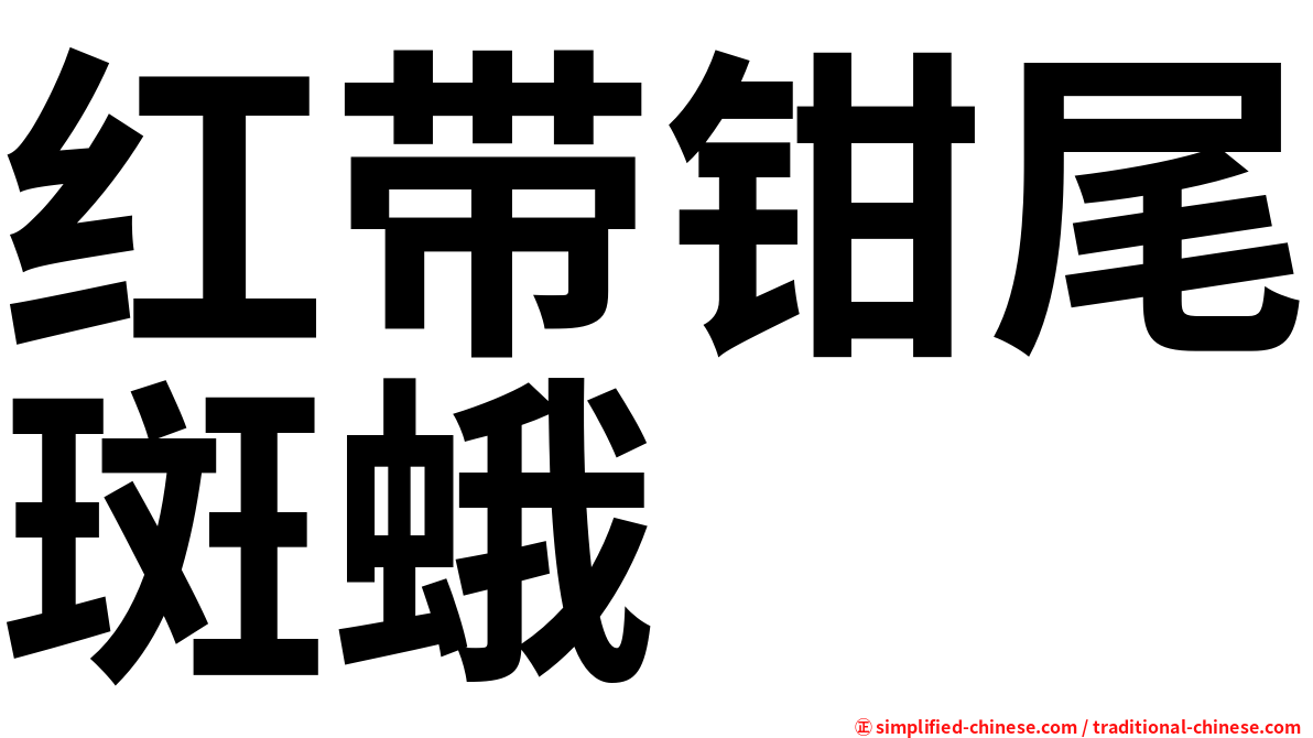 红带钳尾斑蛾