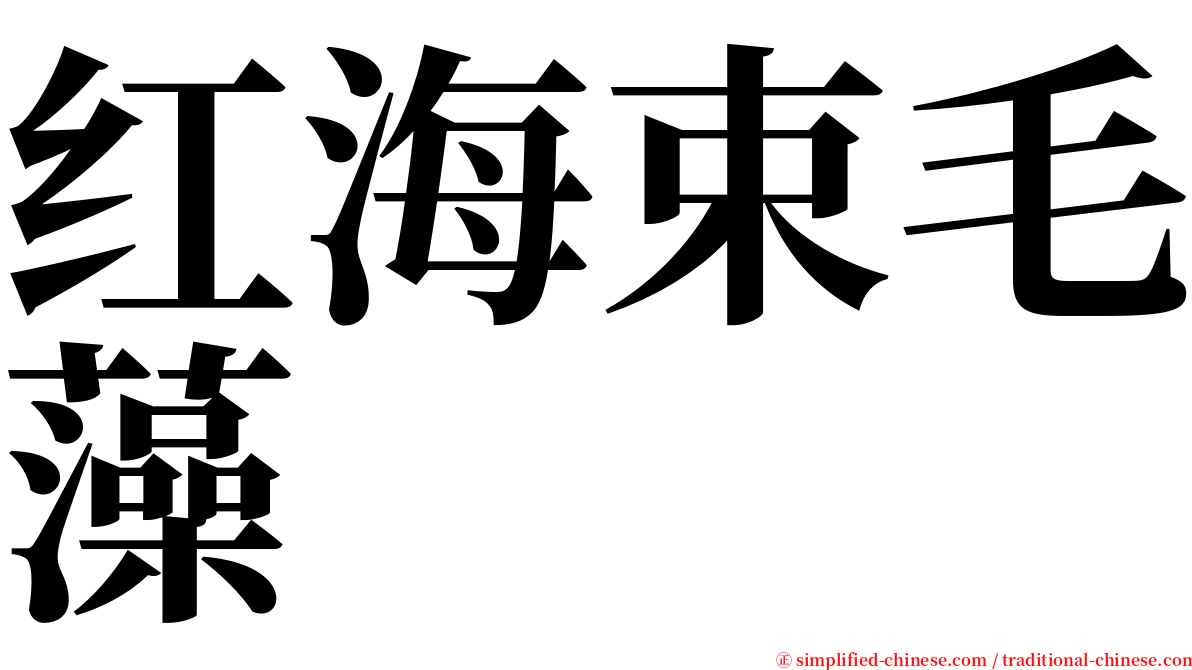 红海束毛藻 serif font