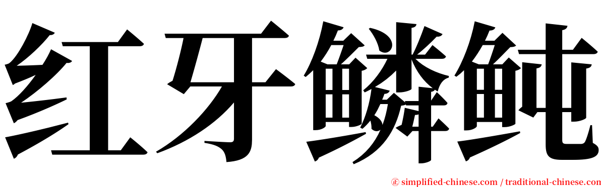 红牙鳞鲀 serif font