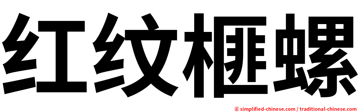 红纹榧螺