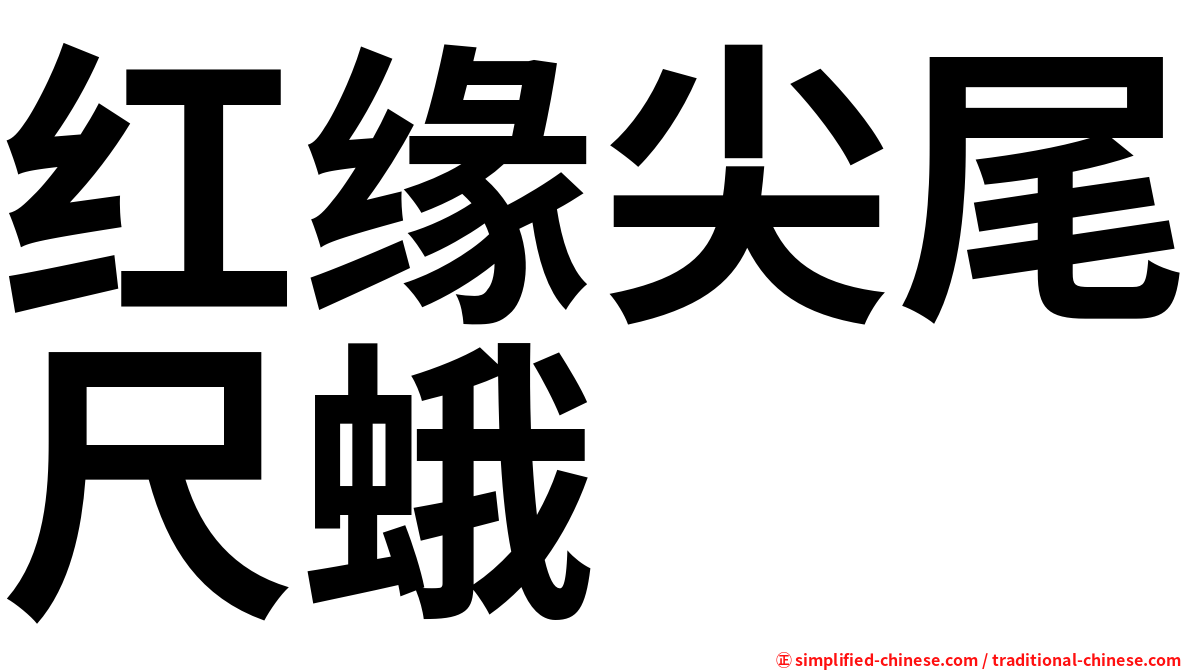 红缘尖尾尺蛾