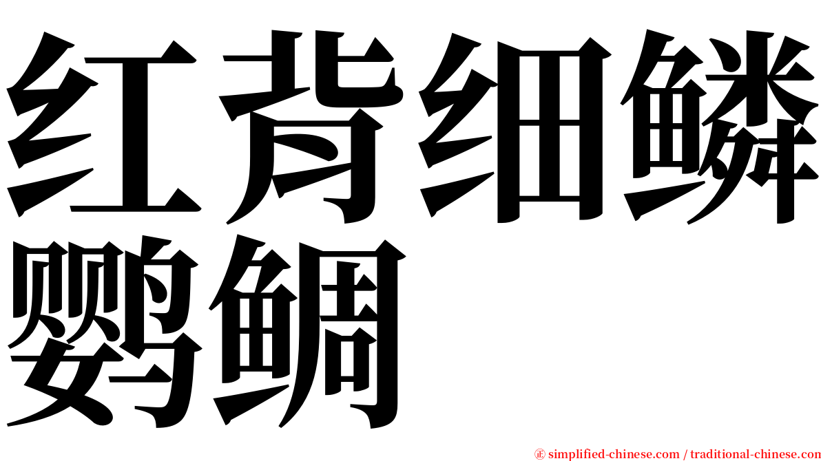 红背细鳞鹦鲷 serif font