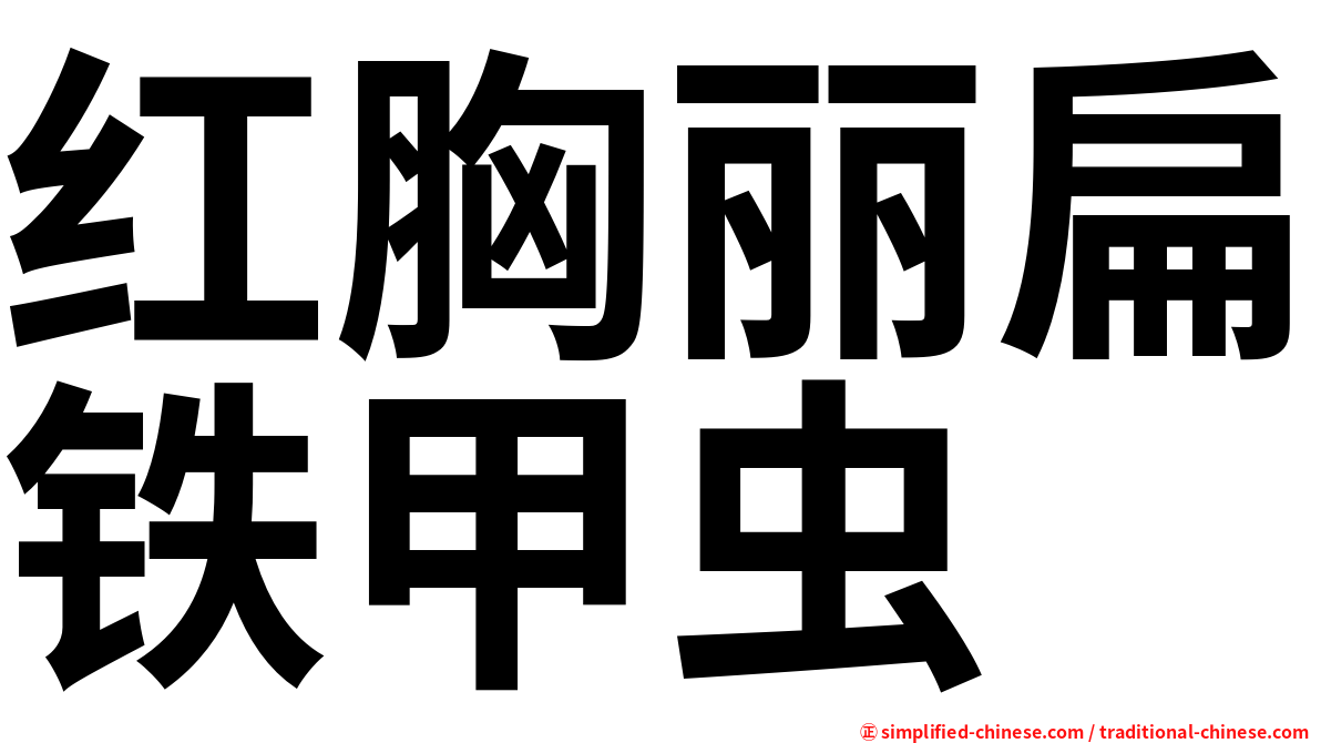 红胸丽扁铁甲虫