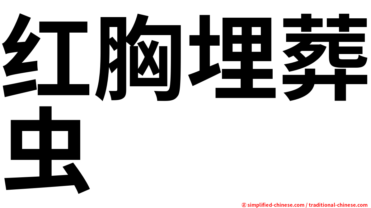 红胸埋葬虫