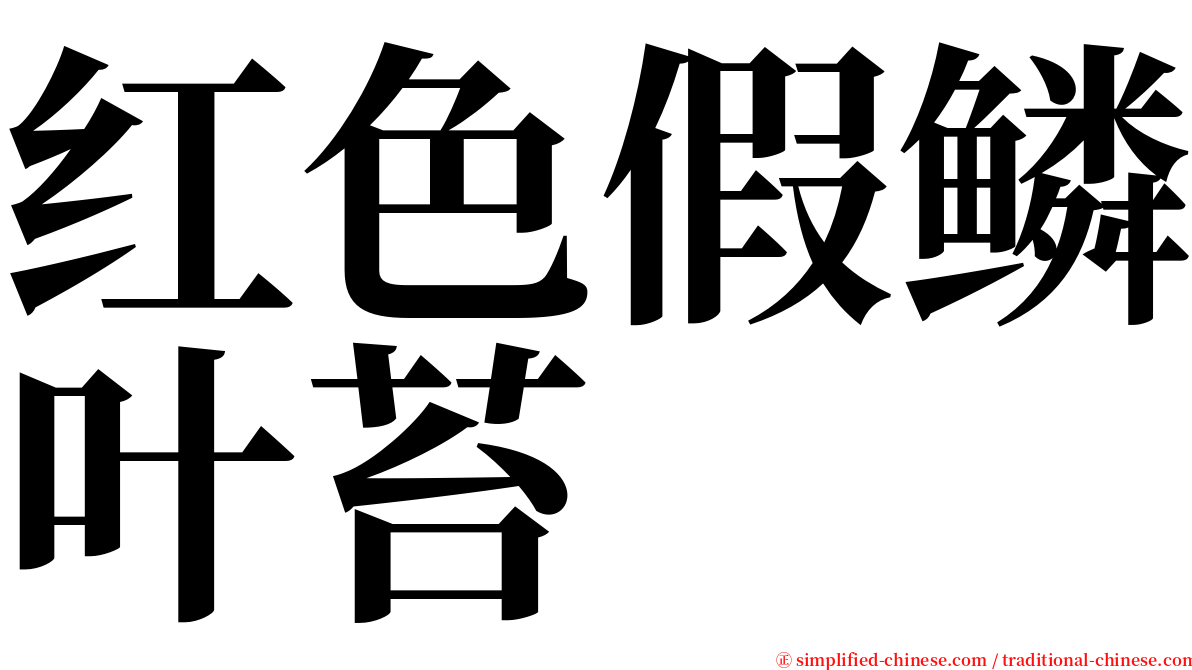 红色假鳞叶苔 serif font