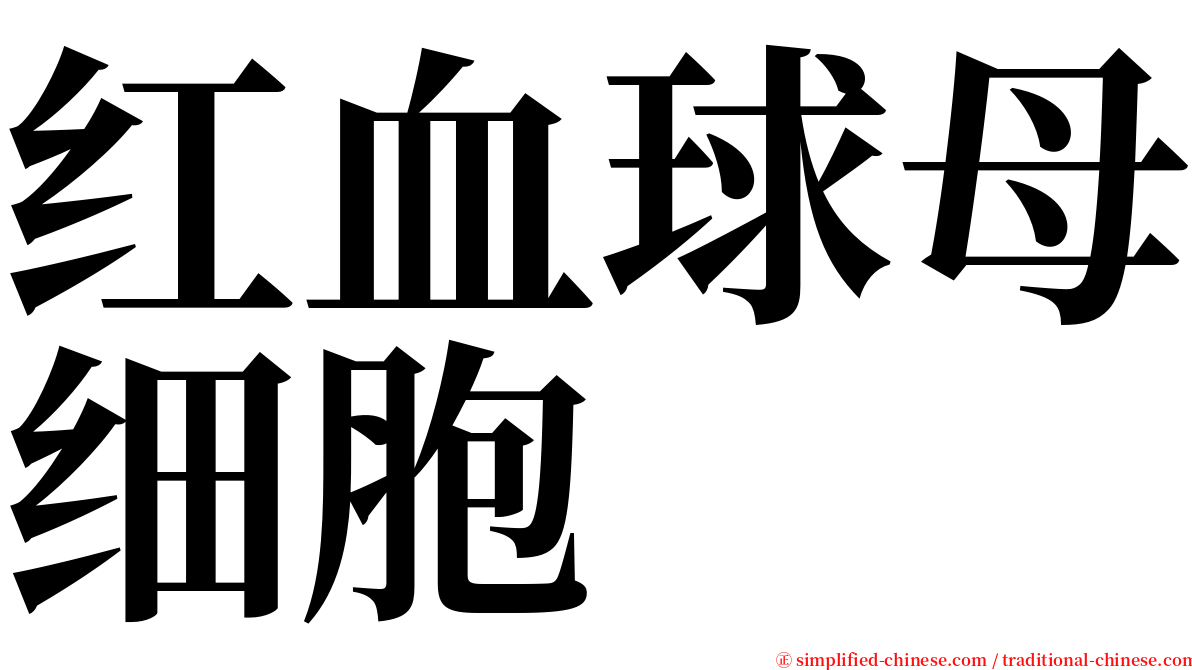 红血球母细胞 serif font