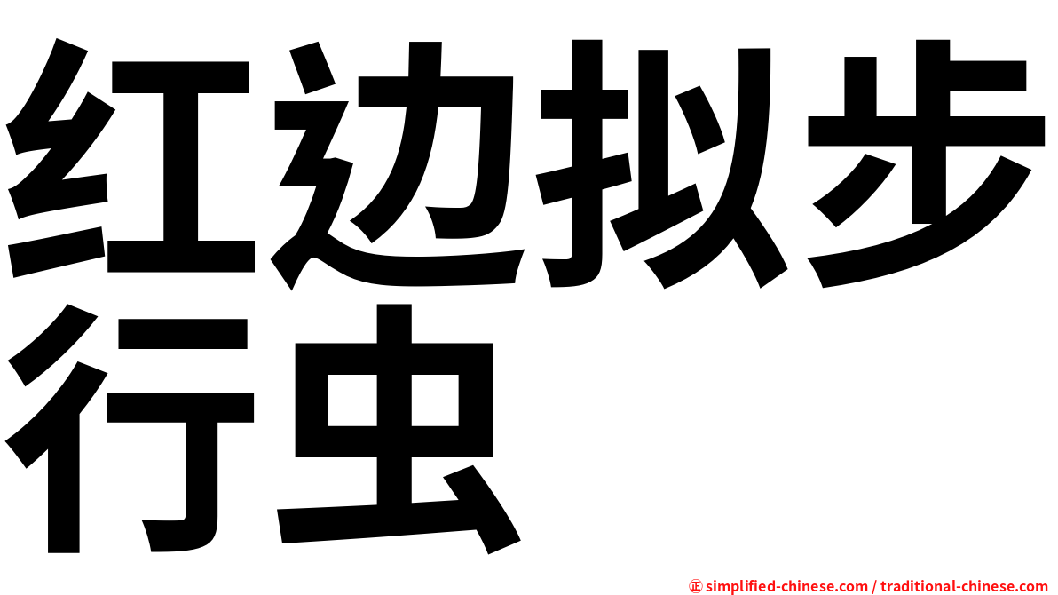 红边拟步行虫