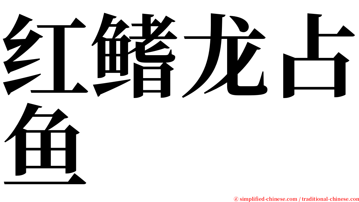 红鳍龙占鱼 serif font