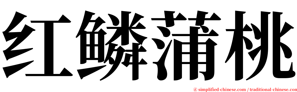 红鳞蒲桃 serif font