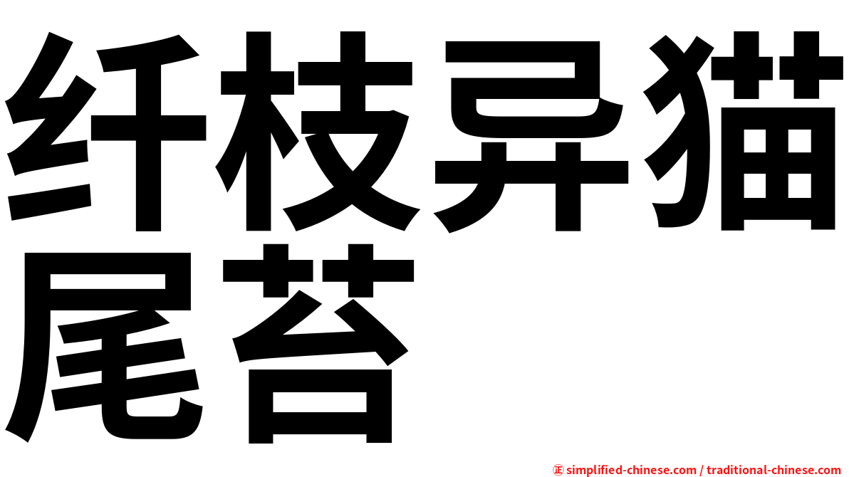 纤枝异猫尾苔