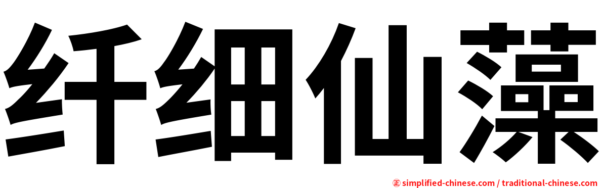 纤细仙藻