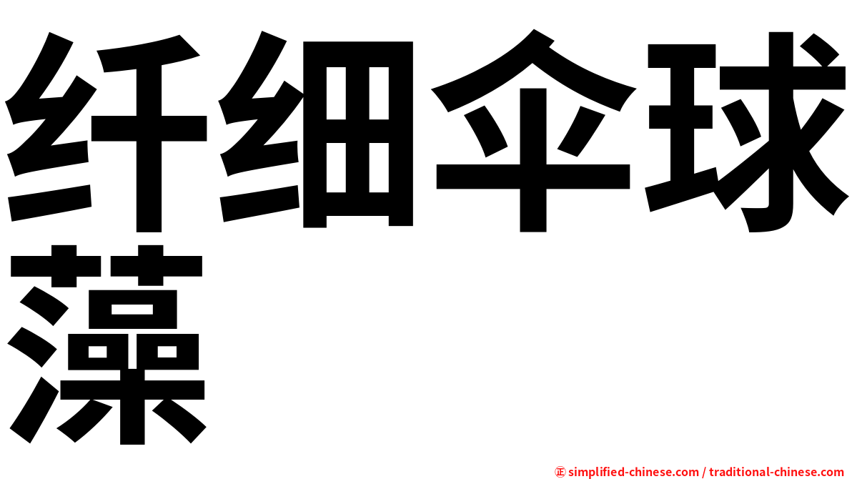 纤细伞球藻