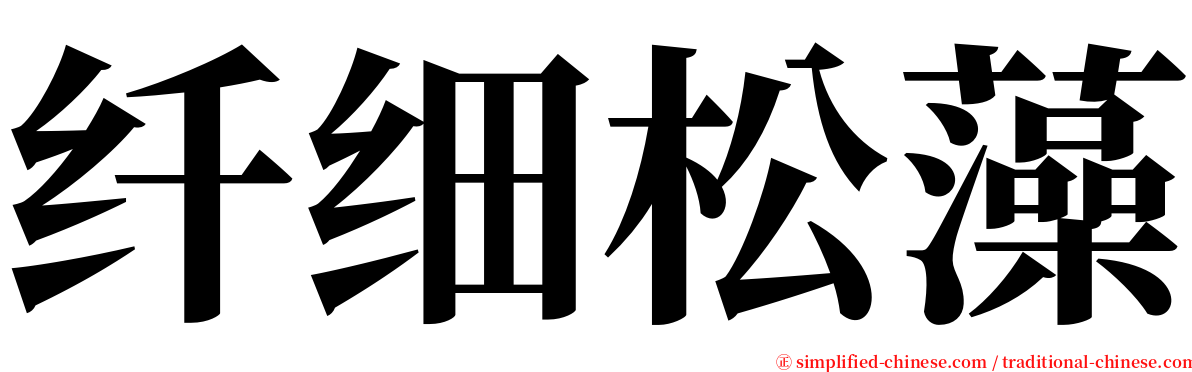 纤细松藻 serif font