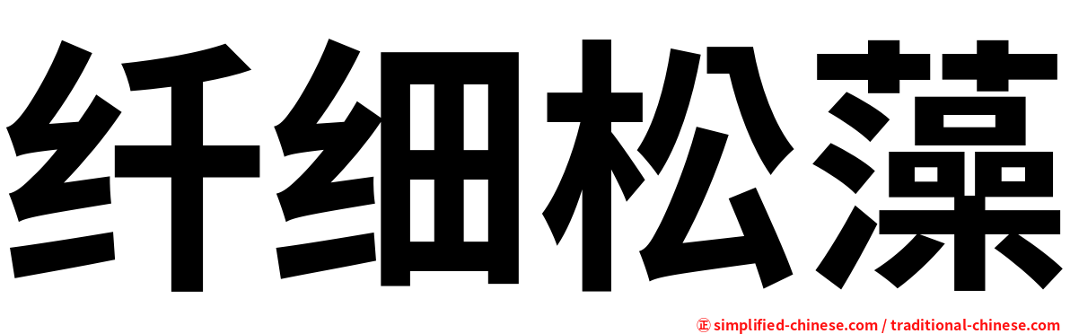 纤细松藻
