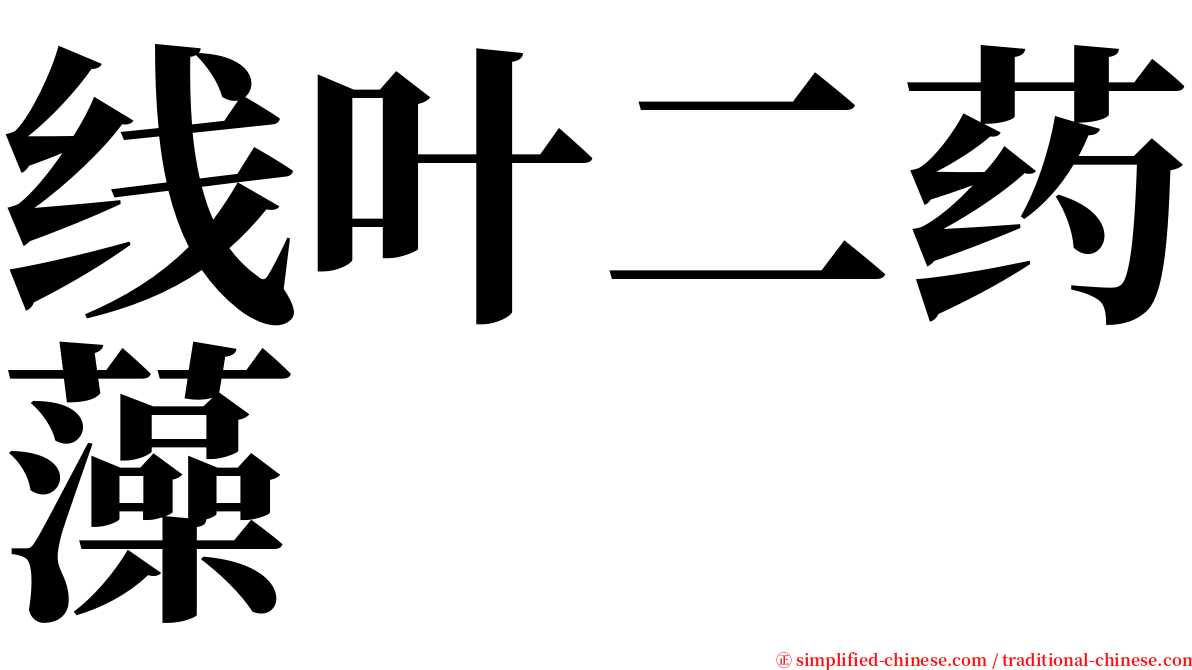 线叶二药藻 serif font