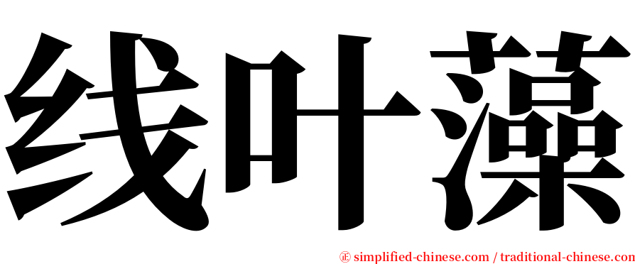 线叶藻 serif font
