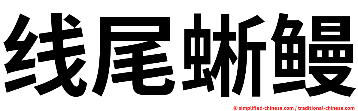 线尾蜥鳗